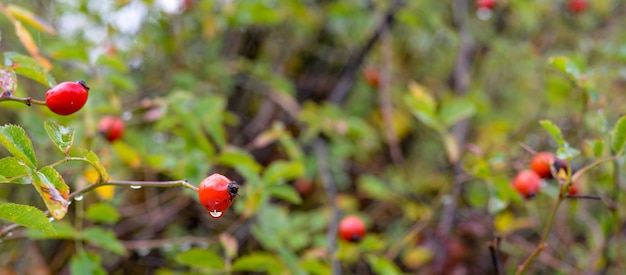 Gocce di pioggia sulle mele mature in un frutteto in autunno