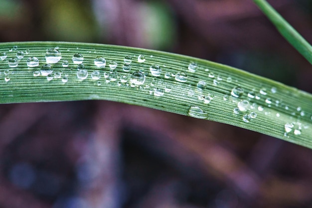 Gocce di rugiada congelate su un filo d'erba Primo piano di acqua ghiacciata Macro shot