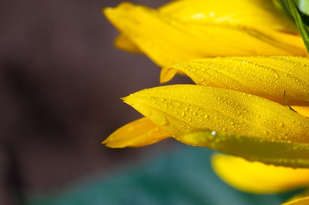 Gocce di rugiada del primo mattino su un girasole dorato.