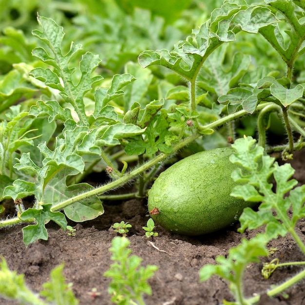 Gocce di rugiada dell'anguria che crescono nel giardino dopo la pioggia