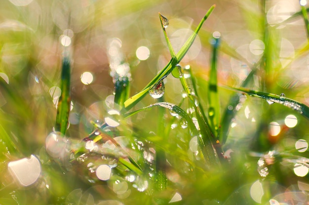 gocce di rugiada fresca mattina sull&#39;erba con diamante bokeh