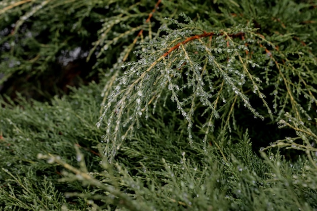 Gocce di rugiada in un pomeriggio nuvoloso sulle foglie di pino di un albero di pino