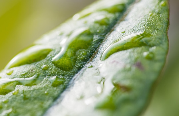 Gocce di rugiada su una foglia verde