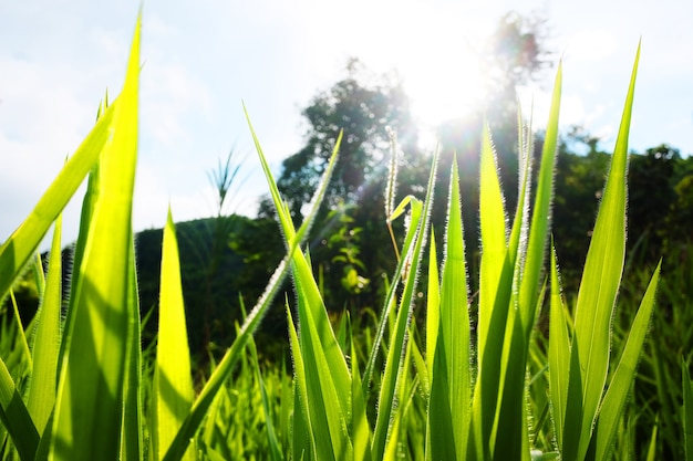 Gocce di rugiada sull'erba fresca alla luce del sole naturale al mattino dopo la pioggia. Concetto di cambio stagione