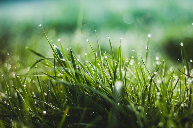 Gocce di rugiada sull&#39;erba Morning grass Nature. Erba verde giovane