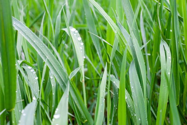 Gocce di rugiada sull'erba verde