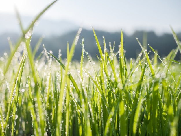 Gocce di rugiada sulla foglia di erba verde al mattino