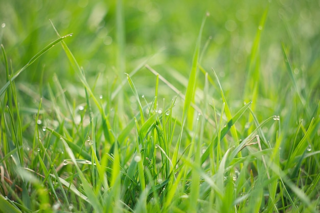 gocce di rugiada sulla giovane erba verde. Erba verde fresca della molla con il primo piano delle gocce di rugiada.