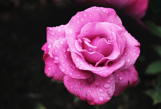 Gocce di rugiada trasparente brillano su una rosa viola pallido