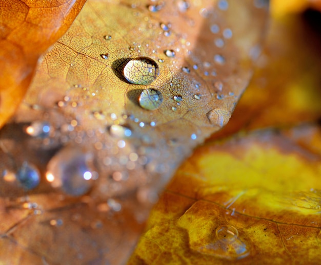 gocce su foglia gialla in autunno