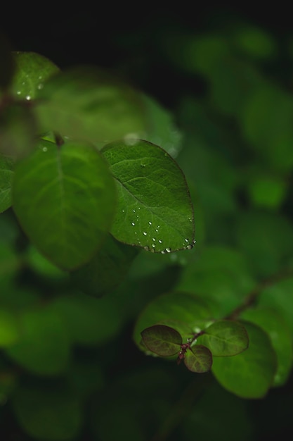 Gocce sulle foglie verdi dopo la pioggia.