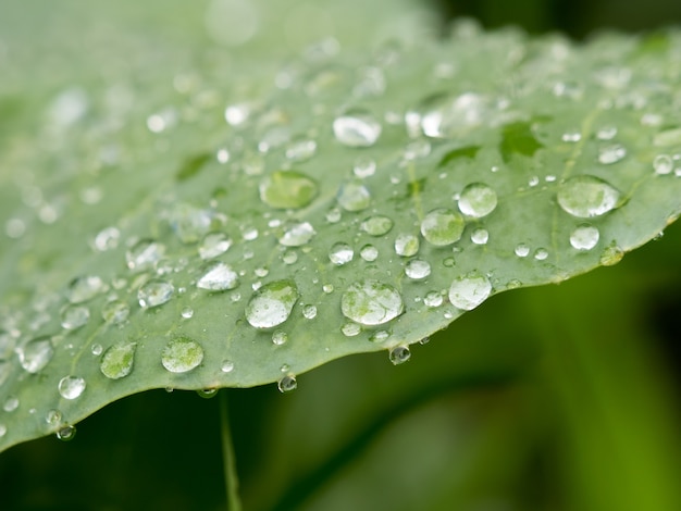 goccia d&#39;acqua closeup in congedo verde