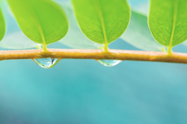 Goccia d'acqua del ramo di un albero.