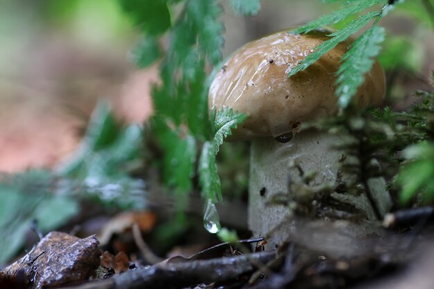 Goccia d'acqua di funghi porcini