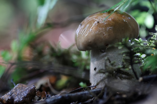 Goccia d'acqua di funghi porcini