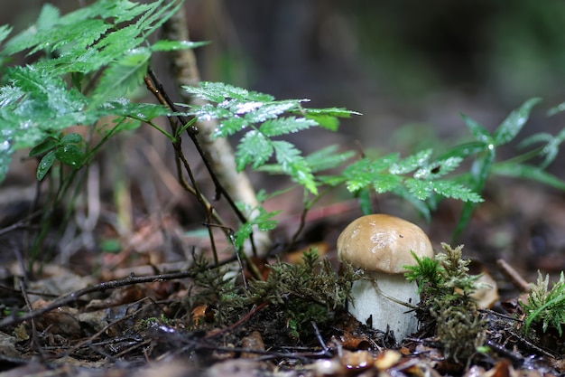 Goccia d'acqua di funghi porcini