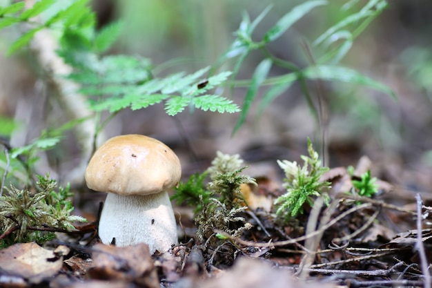 Goccia d'acqua di funghi porcini