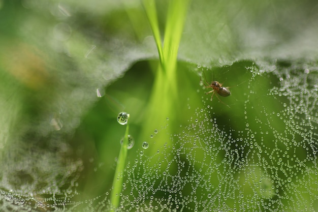 Goccia d'acqua di ragnatela di rugiada