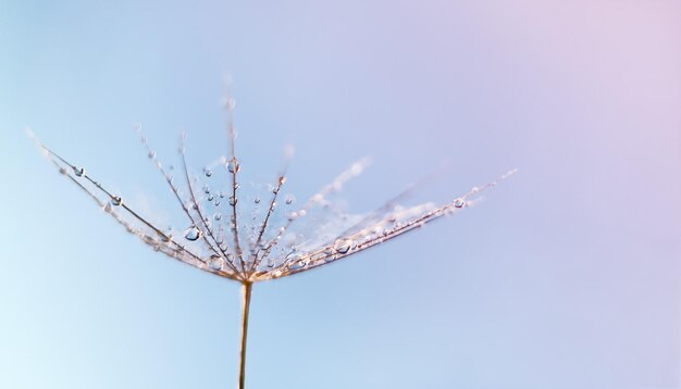 Goccia d'acqua di rugiada sulla macrofotografia di semi di tarassaco Soffici semi di tarassaco con una bella goccia di pioggia