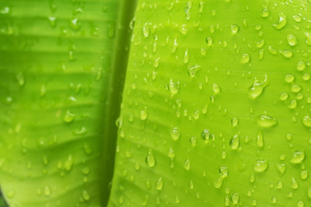 goccia d&#39;acqua su foglia di banana