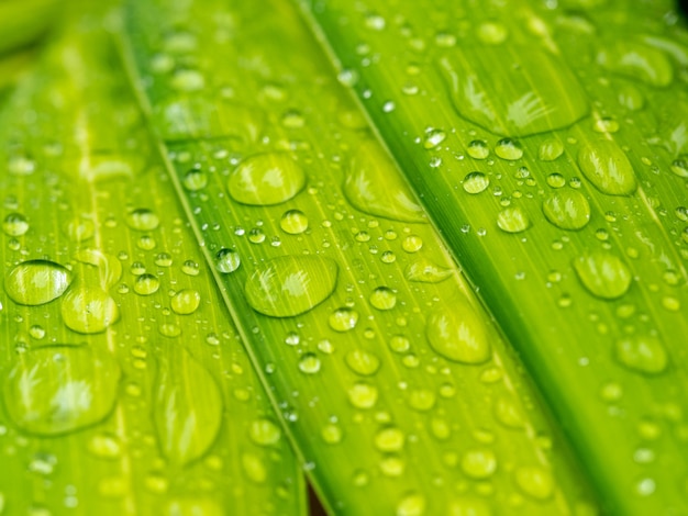 Goccia d'acqua su foglia di palma verde