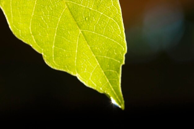 Goccia d'acqua su foglia verde