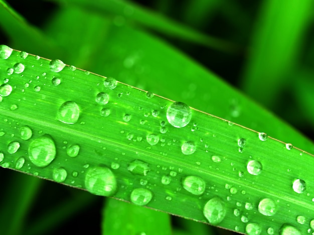 Goccia d&#39;acqua su foglia