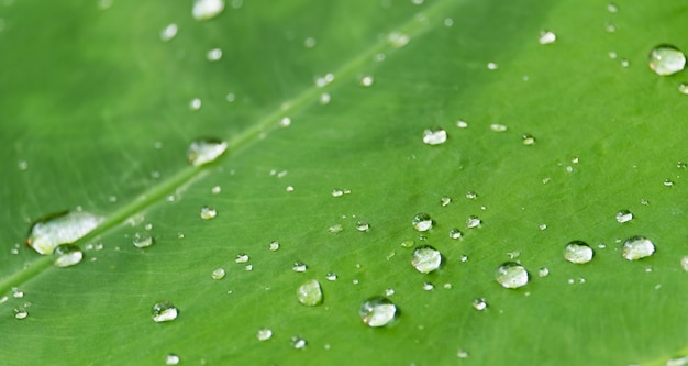 Goccia d'acqua su foglia