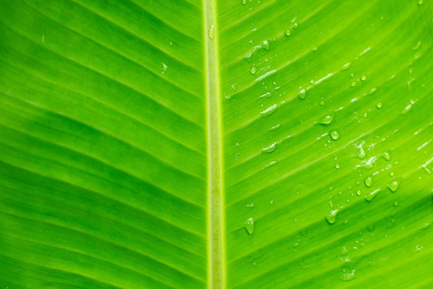 Goccia d'acqua su sfondo verde foglia di banana