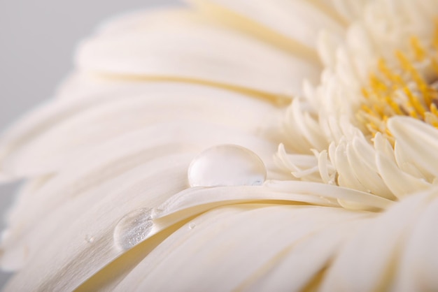 goccia d'acqua su un petalo di fiore di gerbera