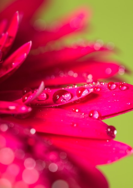 Goccia d'acqua sul fiore rosa su sfondo verde