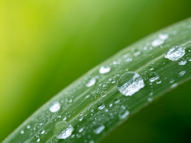 Goccia d&#39;acqua sull&#39;erba