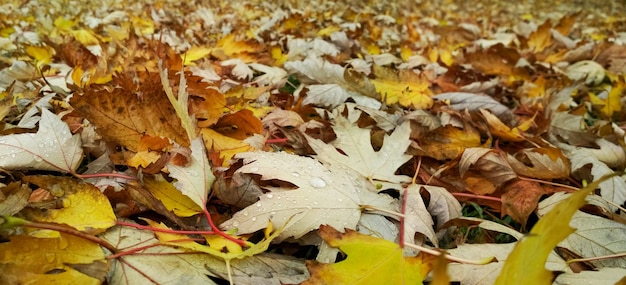 Goccia d'acqua sulla foglia d'autunno. Gocce di pioggia al mattino brillano al sole.