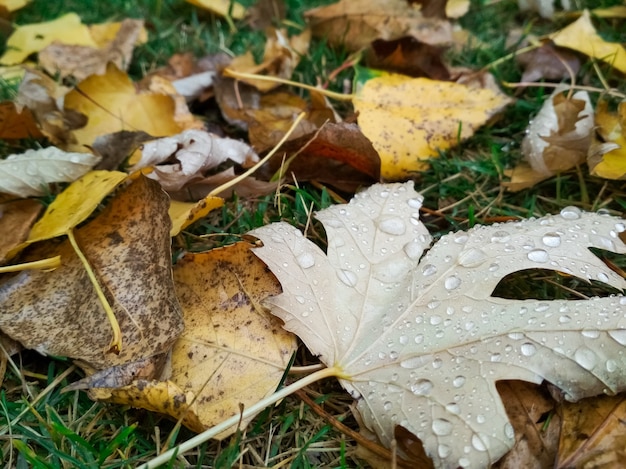 Goccia d'acqua sulla foglia d'autunno. Gocce di pioggia al mattino brillano al sole.