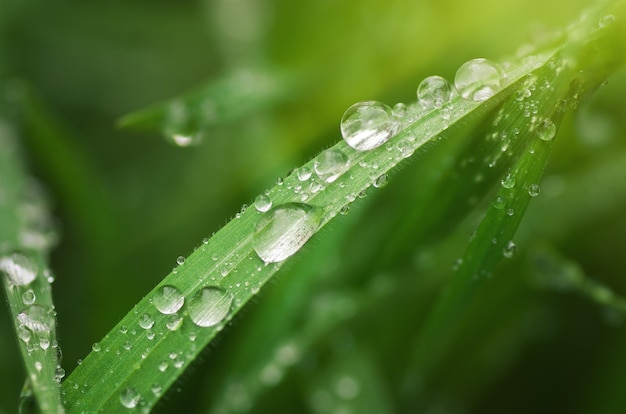 Goccia d'acqua sulla foglia di erba. Composizione di natura fresca.