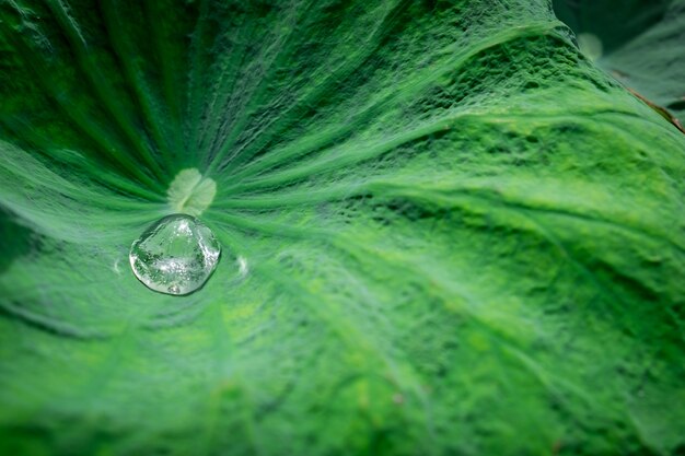 goccia d&#39;acqua sulla foglia di loto