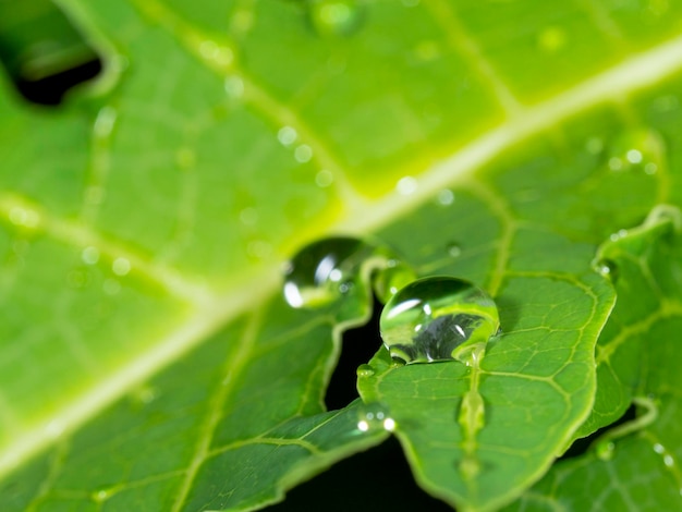 Goccia d'acqua sulla foglia dopo la pioggia