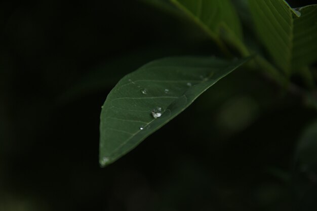 goccia d&#39;acqua sulla foglia