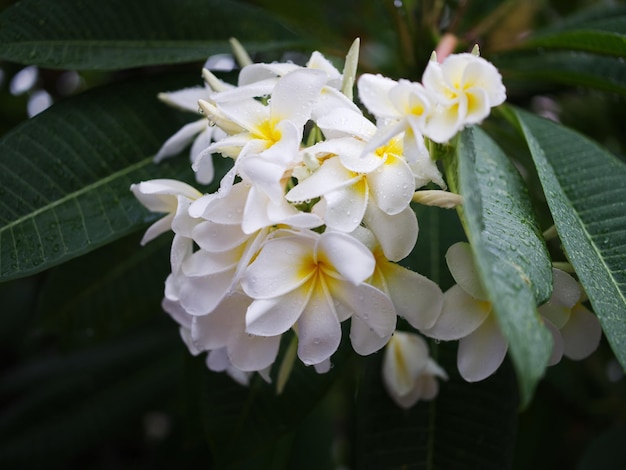 Goccia d'acqua sullo sfondo della natura del fiore tropicale del frangipani Concept SPA freash