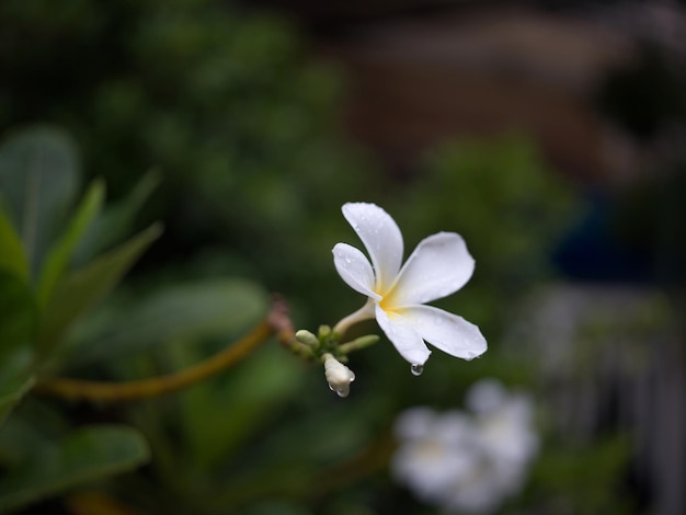 Goccia d'acqua sullo sfondo della natura del fiore tropicale del frangipani Concept SPA freash