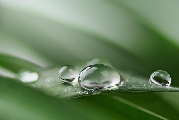 Goccia d'acqua trasparente pulita sul primo piano delle foglie di erba Erba con bolla d'acqua primavera estate sfondo