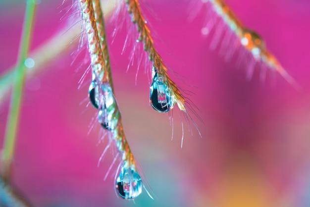 Goccia dell&#39;acqua da erba nella macro