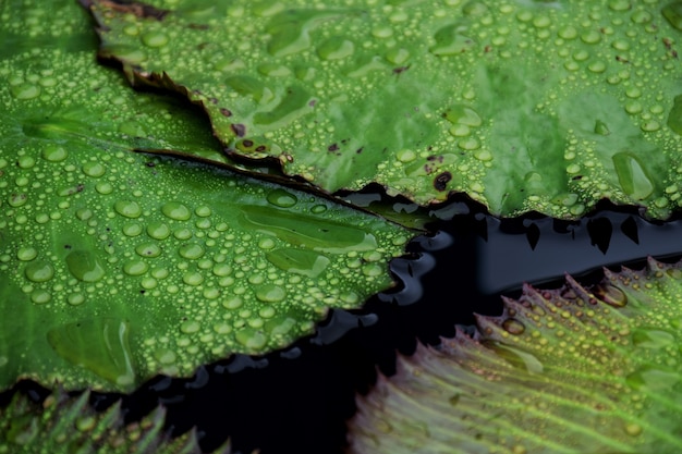 Goccia di acqua del primo piano sulle foglie di loto