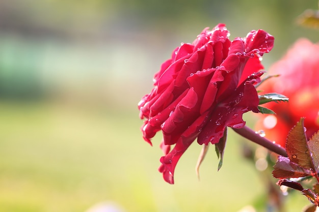 Goccia di boccioli di rosa scarlatta