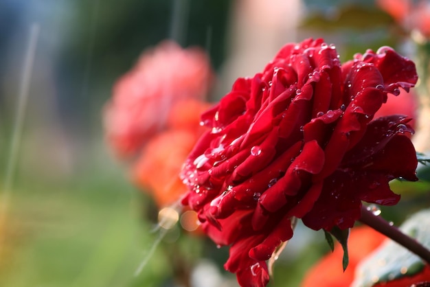 Goccia di boccioli di rosa scarlatta