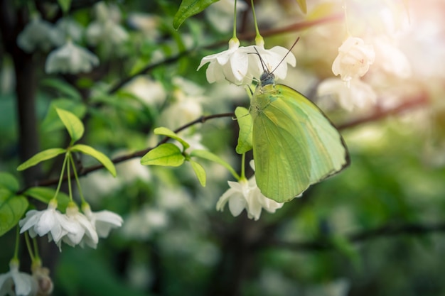 Goccia di luce farfalla naturale sul fiore