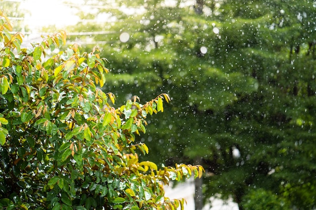 Goccia di pioggia in una giornata di pioggia sullo sfondo dell'albero