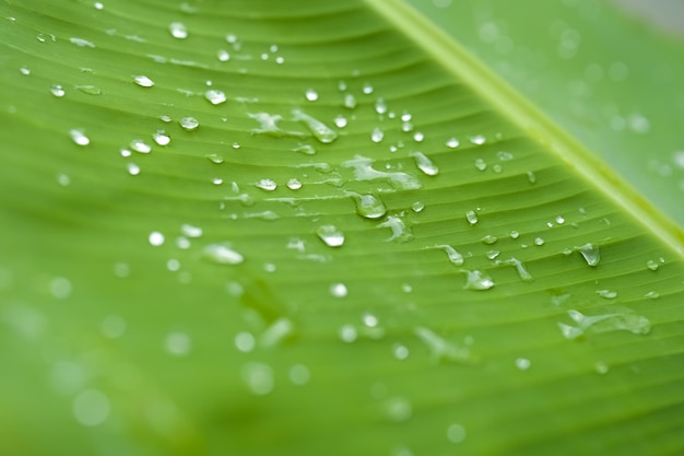 Goccia di pioggia sul fondo della natura della foglia di banana