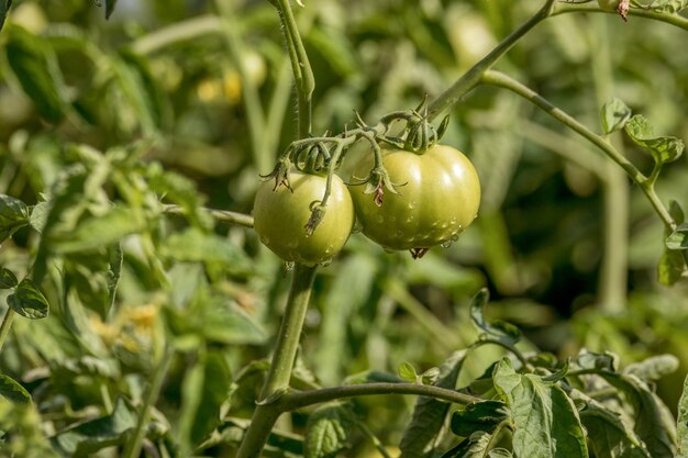 Goccia di rugiada mattutina su pomodori verdixA