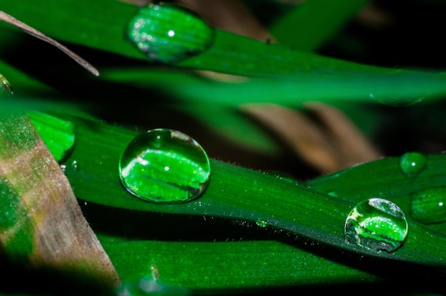 Goccia di rugiada primo piano con la riflessione sull'erba verde Foto macro di nuova vita in primavera